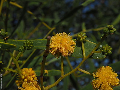 Acacia ligulata fl Denzel Murfet Paiwalla